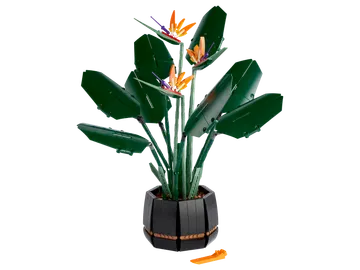Bird of Paradise