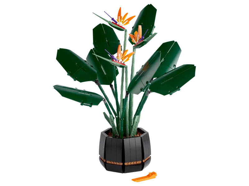 Bird of Paradise