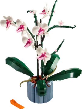 Orchid