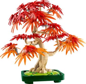 Japanese Red Maple Bonsai Tree