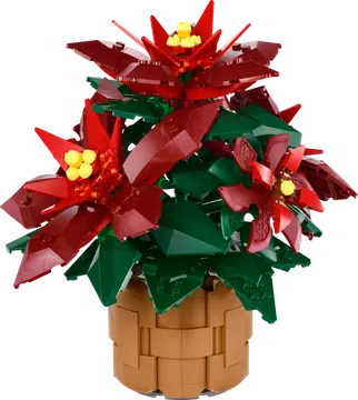 Poinsettia