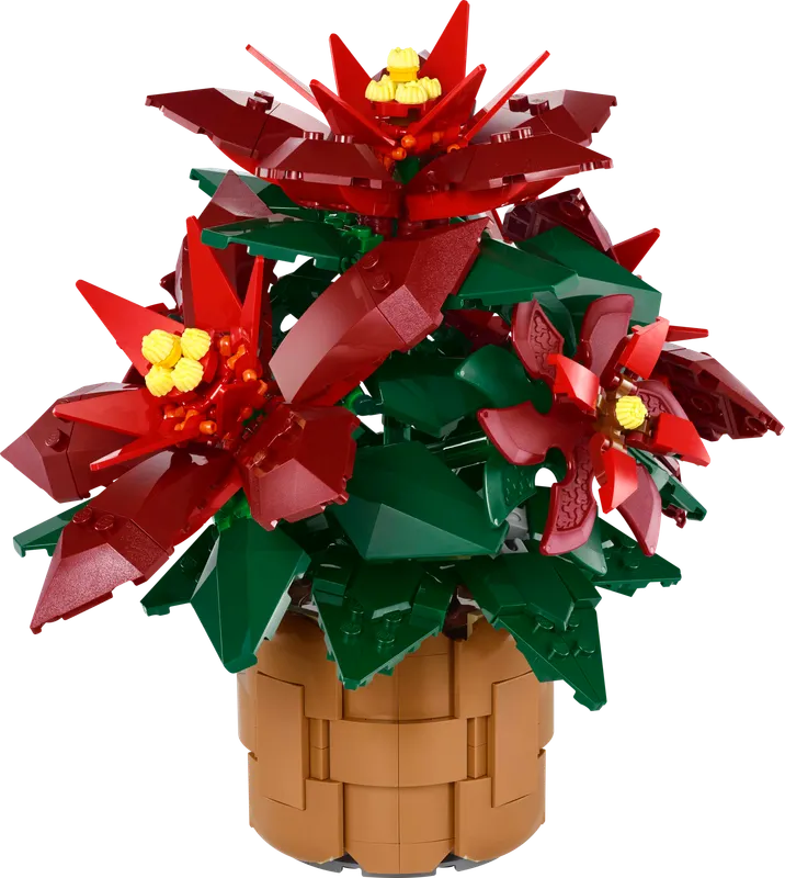 Poinsettia