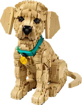 Golden Retriever Puppy