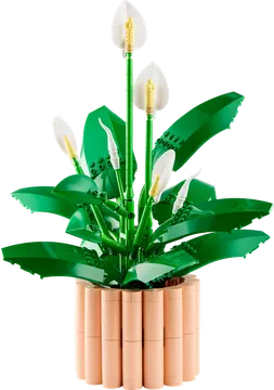 Peace Lily
