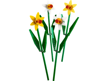 Daffodils