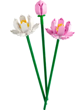 Lotus Flowers