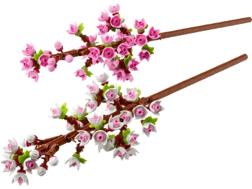 Cherry Blossoms