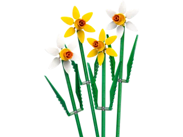 Daffodils