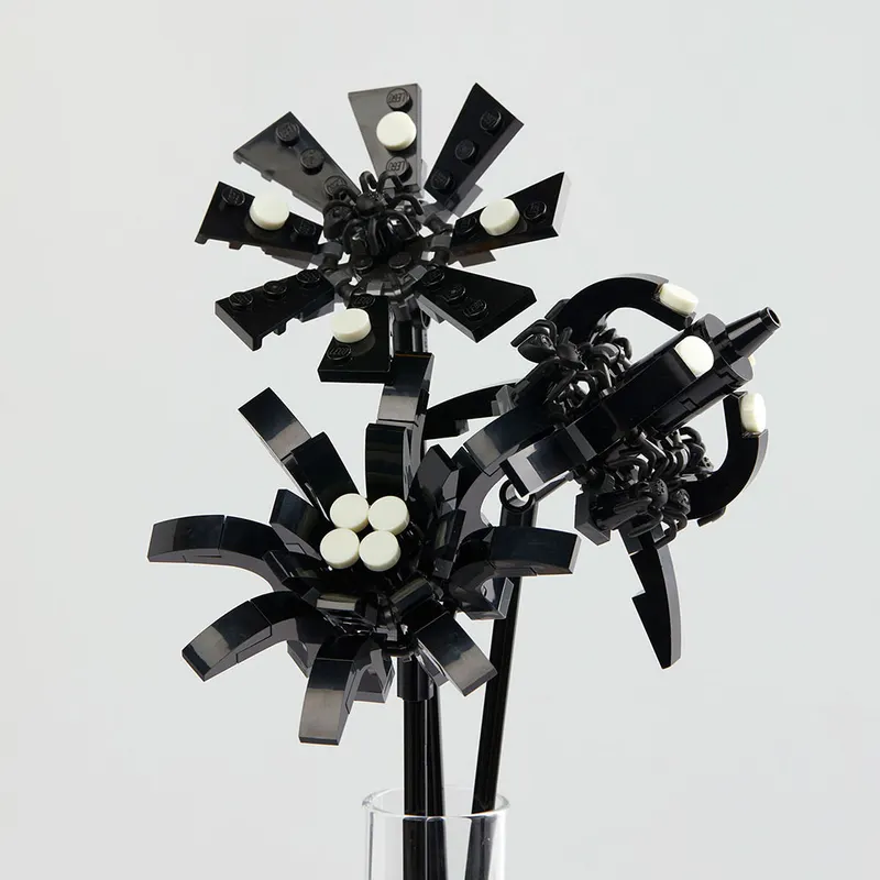 Black Spiders Flower Pack