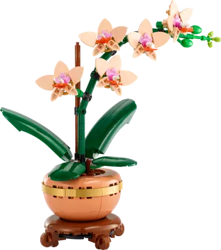 Mini Orchid