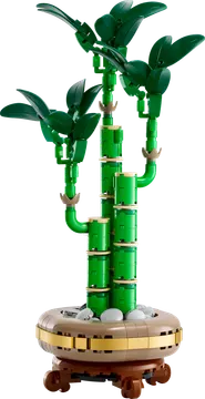 Lucky Bamboo