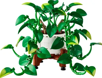 Hanging Golden Pothos