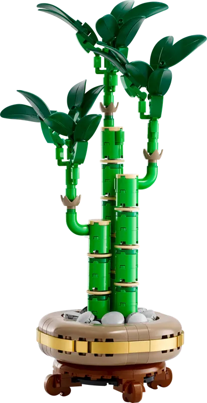 Lucky Bamboo